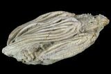 Paradichocrinus Crinoid Fossil - Crawfordsville, Indiana #94503-1